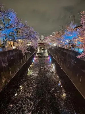 a canal with trees decorated with lights at night at \u90fd\u5185\u685c\u540d\u6240\u5bdd\u5ba4\u304b\u3089\u685c\u89b3\u8cde\u30ea\u30ce\u30d9\u30fc\u30ea\u30e7\u30f3\u4e00\u8ed2\u5bb6\u6c60\u888b\u30a8\u30ea\u30a2\u4e2d\u677f\u6a4b\u99c5 in Tokyo
