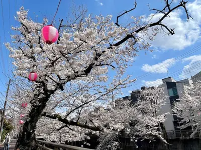 a tree with white flowers and pink lanterns on it at \u90fd\u5185\u685c\u540d\u6240\u5bdd\u5ba4\u304b\u3089\u685c\u89b3\u8cde\u30ea\u30ce\u30d9\u30fc\u30ea\u30e7\u30f3\u4e00\u8ed2\u5bb6\u6c60\u888b\u30a8\u30ea\u30a2\u4e2d\u677f\u6a4b\u99c5 in Tokyo