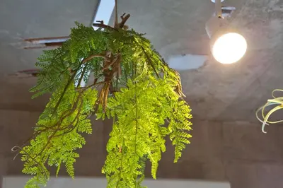 a bunch of green leaves hanging from a ceiling at EDIFICE SHIBUYA301 in Tokyo