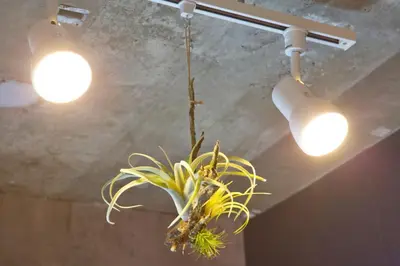 a potted plant hanging from a ceiling with two lights at EDIFICE SHIBUYA301 in Tokyo