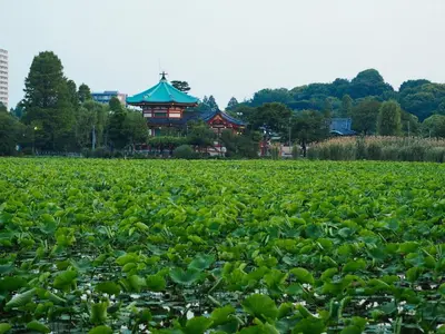 a field of plants with a pagoda in the background at Regnocomfort Asakusa 3 - Vacation STAY 57915v in Tokyo