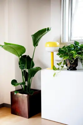 two plants on a white table next to a window at #9 3mins to station 1stop to Shinjuku Stylish apartment with plenty of sunlight in Tokyo
