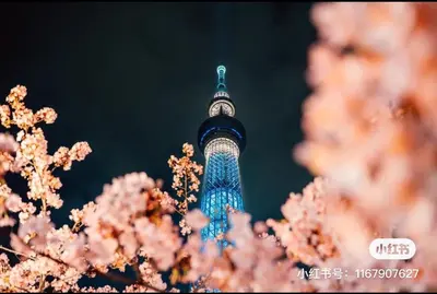 a tower in the background with pinkakura trees in the foreground at Sky hotel \u775b\u7a7a\u5854\u70ed\u95e8\u65c5\u6e38\u666f\u533a \u6700\u8fd1\u8f66\u7ad9\u6b65\u884c3\u5206\u949f \u673a\u573a\u76f4\u8fbe \u5468\u8fb9\u6709\u4fbf\u5229\u5e97 \u5546\u573a \u6e29\u6cc9 \u8d2d\u7269\u9910\u996e\u65b9\u4fbf in Tokyo