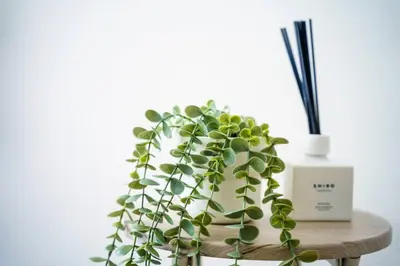 a green plant sitting on a wooden table at Green Sea Oshiage 5F in Tokyo