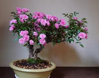 a plant with pink flowers in a pot at \u773a\u3081\u306e\u3044\u3044\u4e00\u8ed2\u5bb6 in Tokyo