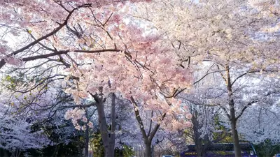a group of trees with pink flowers on them at \u4e1c\u4eac\u4e0a\u91ce\u8d85\u7ea7\u4e2d\u5fc3 \u8bbe\u8ba1\u5e08\u623f\u95f4Yaoa \u4e0a\u91ce\u516c\u56ed3\u5206\u949f \u8f66\u7ad91\u5206\u949f \u8d85\u7ea7\u7e41\u534e \u514d\u8d39wifi \u6234\u68ee\u5439\u98ce in Tokyo