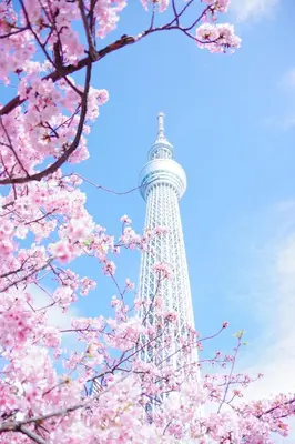 a view of the eiffel tower with pink cherry blossoms at \u4e1c\u4eac\u4e0a\u91ce\u8d85\u8c6a\u534e4\u4eba\u95f4 \u4e1c\u4eac\u8d85\u7ea7\u4e2d\u5fc3\u8bbe\u8ba1\u5e08\u623f\u95f4Ybod \u4e0a\u91ce\u516c\u56ed3\u5206\u949f \u8f66\u7ad91\u5206\u949f \u8d85\u7ea7\u7e41\u534e \u514d\u8d39wifi \u6234\u68ee\u5439\u98ce in Tokyo