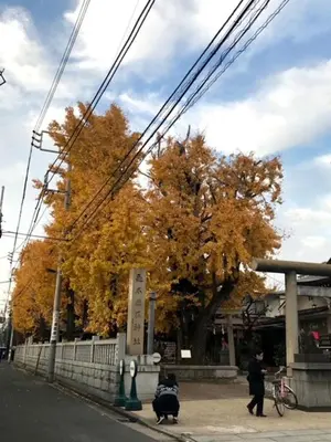 a person walking two dogs in front of a tree at Sky Tree INN (\u6674\u6a39\u5bbf\uff09stay ASAKUSA in Tokyo