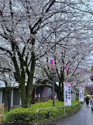 a group of trees with pink flowers on them at 7\u6642IN19\u6642OUT # \u6c60\u888b\u738b\u5b50\u8d64\u7fbd\u99c5\u7121\u6599\u9001\u8fce # \u4e0a\u91ce\u99c514\u5206 # \u65e5\u66ae\u91cc\u99c510\u5206 # \u4e00\u68df\u8cb8\u5207 # \u6700\u59277\u540d A # 7 00 IN19 00 OUT # Free pick up Ikebukuro Oji and Akabane Stations # 14 min to Ueno # 10 min to Nippori # Whole house rental # Max 7 # A in Tokyo