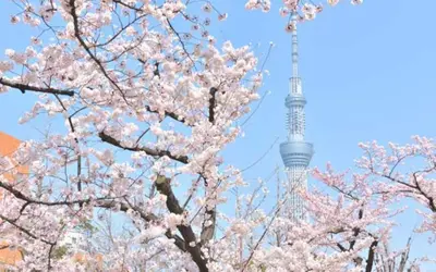 a cherry tree with a tv tower in the background at THE BONDS HOTEL TOKYO in Tokyo
