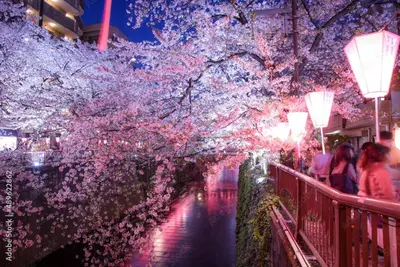 a tree with pink flowers hanging over a river at THE BONDS HOTEL TOKYO in Tokyo