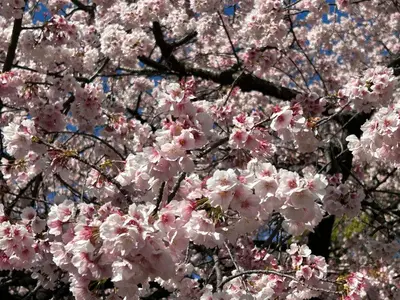 a bunch of pink cherry blossoms on a tree at Hotel PRINCESS2 -\u5927\u4eba\u5c02\u7528- in Tokyo