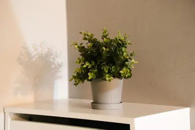 a plant in a white pot sitting on a shelf at FL Residence Shinjuku I in Tokyo