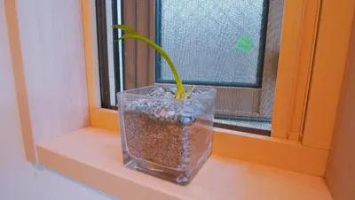 a plant in a vase sitting on a window sill at \u6771\u8cc0\u65c5\u9928 in Tokyo