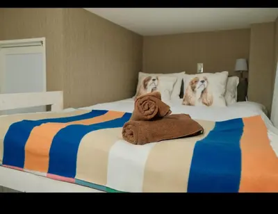 two dogs are sitting on a bed with towels at Sky house\u6674\u7a7a\u5854106 in Tokyo