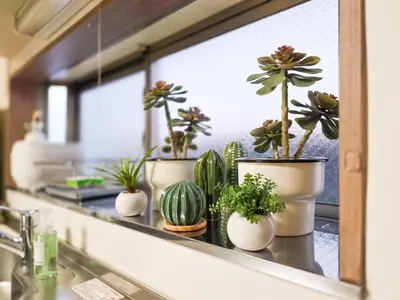 a row of potted plants sitting on a counter at New! Ten people Shin Ookubo 6minPocket WIFI in Tokyo