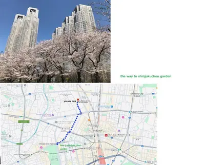 a map of the city and a cherry tree with buildings at 大久保駅から４分、貸切、韓国ダウン至近、新宿/歌舞伎町に徒歩圏内 、단독사용민박 in Tokyo
