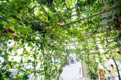 a greenhouse filled with lots of green plants at \u6771\u4eac\u5409\u4e45\u82b1\u5712\u65c5\u9928 in Tokyo