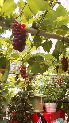 a bunch of red grapes hanging from a plant at \u6771\u4eac\u5409\u4e45\u82b1\u5712\u65c5\u9928 in Tokyo