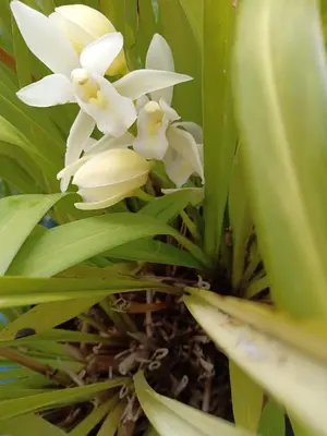 a group of white flowers on a plant at Tokyo downtown\u7261\u4e39\u838a in Tokyo