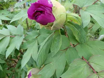 a purple and yellow rose with green leaves at Tokyo downtown\u7261\u4e39\u838a in Tokyo