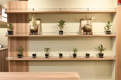 a shelf with potted plants on it at A16 HOSTEL TOKYO in Tokyo