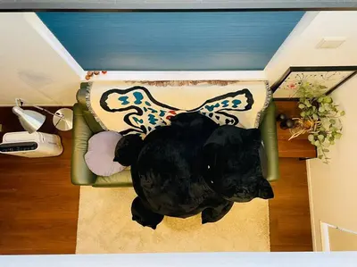 a large black dog laying on a couch at Tanuki Shinjuku 2 in Tokyo