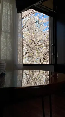a window with a view of a tree outside at Penthouse 1-bedroom flat in Hiroo Shibuya in Tokyo