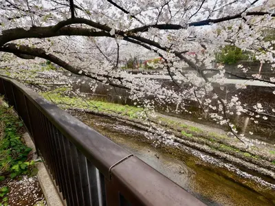 a tree with white cherry blossoms above a fence at 7\u6642IN19\u6642OUT # \u6c60\u888b\u738b\u5b50\u8d64\u7fbd\u99c5\u7121\u6599\u9001\u8fce # \u30c6\u30e9\u30b9\u30cf\u30a6\u30b9 # \u99c5\u8fd110\u5206 # \u4e0a\u91ce\u99c5\u96fb\u8eca12\u5206 # \u6700\u59277\u540d # 7 00 IN19 00 OUT # Free pick-up at Ikebukuro, Oji, and Akabane Stations # Terrace House # 10 min to station # 12 min to Ueno # Max 7 in Tokyo