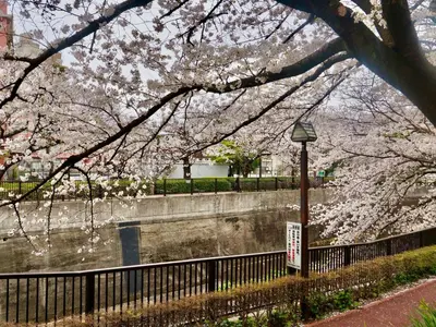 a fence with cherry blossom trees and a street light at 7\u6642IN19\u6642OUT # \u6c60\u888b\u738b\u5b50\u8d64\u7fbd\u99c5\u7121\u6599\u9001\u8fce # \u30c6\u30e9\u30b9\u30cf\u30a6\u30b9 # \u99c5\u8fd110\u5206 # \u4e0a\u91ce\u99c5\u96fb\u8eca12\u5206 # \u6700\u59277\u540d # 7 00 IN19 00 OUT # Free pick-up at Ikebukuro, Oji, and Akabane Stations # Terrace House # 10 min to station # 12 min to Ueno # Max 7 in Tokyo