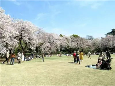 a group of people walking in a park withakura trees at \u8bda\u4fe1\u4e1c\u65b0\u5bbf in Tokyo