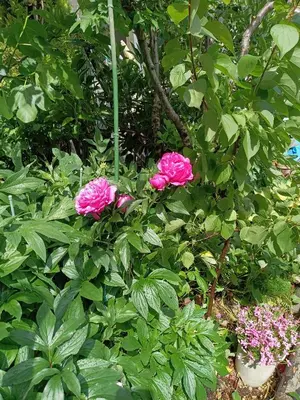 a group of pink flowers in a garden at Tokyo downtown\u828d\u85e5\u838a in Tokyo