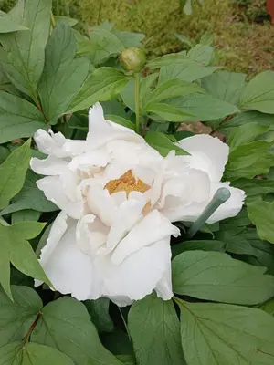 a close up of a white rose with green leaves at Tokyo downtown\u828d\u85e5\u838a in Tokyo
