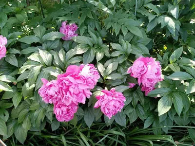 a bunch of pink flowers on a bush at Tokyo downtown\u828d\u85e5\u838a in Tokyo