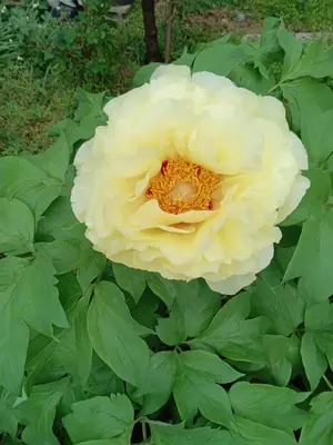 a white rose is growing in a garden at Tokyo downtown\u828d\u85e5\u838a in Tokyo