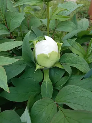 a white rose bud on a plant with green leaves at Tokyo downtown\u828d\u85e5\u838a in Tokyo