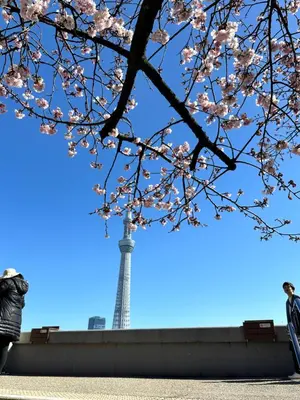 a tree in front of the eiffel tower at Relax place in Tokyo