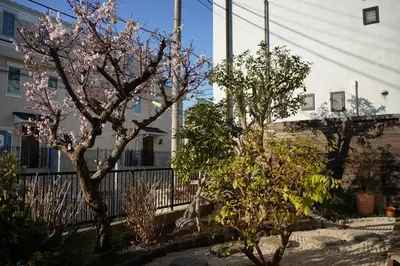 two trees with pink flowers in front of a building at Shimokitazawa Akima in Tokyo