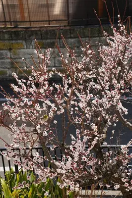 a flowering tree with pink flowers on it at Shimokitazawa Akima in Tokyo