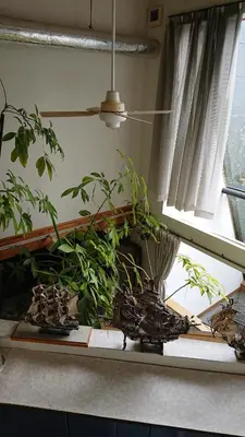 a plant sitting on a table next to a window at Stage YOU in Tokyo