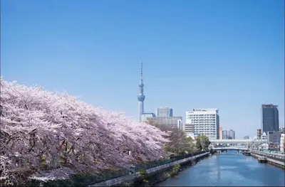 a view of a river withakura trees in a city at TOKYOSTYLE in Tokyo