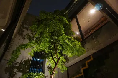 a tree in front of a building at night at GRASS BLDG 501 in Tokyo