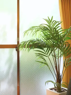 a potted plant sitting in front of a window at Lucky Yotsugi - \u30e9\u30c3\u30ad\u30fc\u56db\u30c4\u6728 in Tokyo