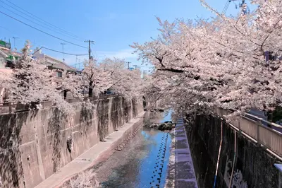 a river with pink cherry trees in a city at Mi-HOTEL CALM RIVERSIDE in Tokyo