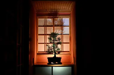 a potted plant sitting on a window sill at ICHINAGI Yanaka Luxury Villa near Asakusa in Tokyo