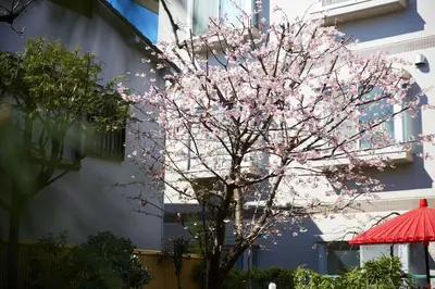 a tree with pink flowers in front of a building at 東京寓 - Spacious Traditional Home & Zen Garden - For Family&Group up to 8 ppl in Tokyo