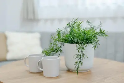 two white cups and a potted plant on a table at HOTEL Peerson - Vacation STAY 73421v in Tokyo
