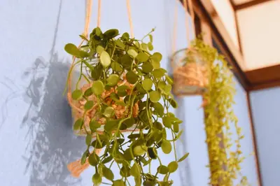 a plant in a pot hanging from a wall at Shinozaki Kodate - Vacation STAY 16392 in Tokyo