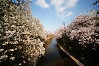 a river with flowering trees on the side of it at \u30e1\u30be\u30f3\u30c9\u30ea\u30d0\u30fc\u30b8\u30e5201 in Tokyo