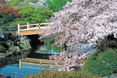 a bridge over a river with a tree with pink flowers at Shinjuku , 3min walk Okubo Sta, net, PocketWi-Fi, Switch in Tokyo
